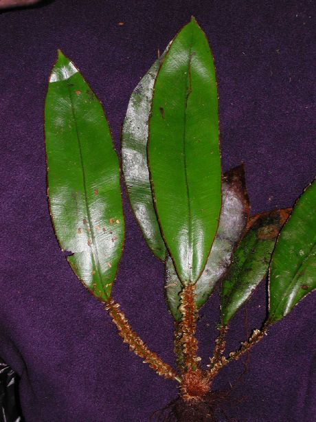 Dryopteridaceae Elaphoglossum decoratum