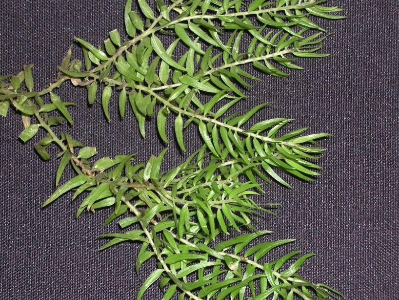 Lycopodiaceae Phlegmariurus linifolius