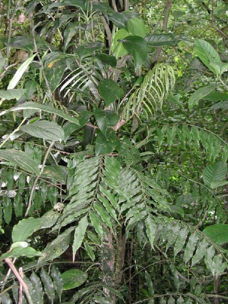 Lomariopsidaceae Lomariopsis maxonii