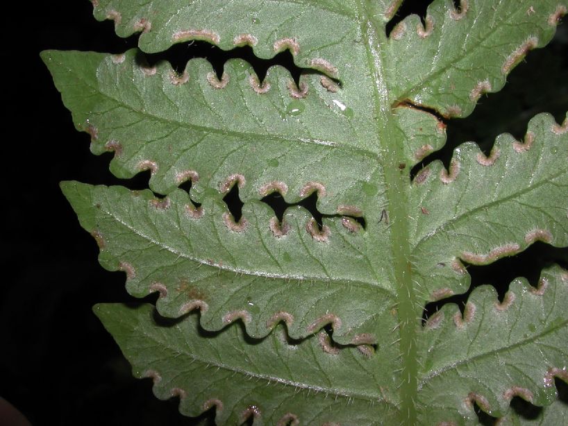 Lonchitidaceae Lonchitis hirsuta