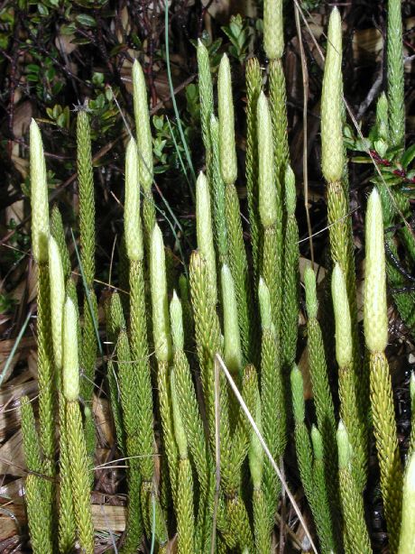 Lycopodiaceae Lycopodium contiguum