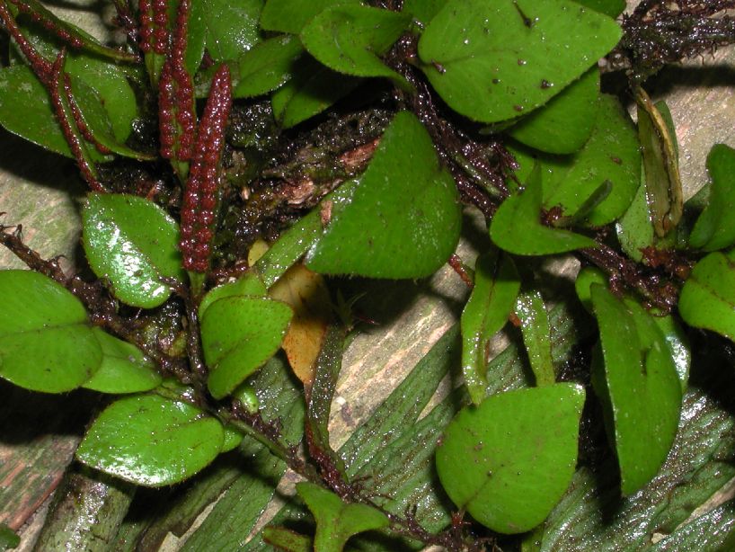 Polypodiaceae Microgramma reptans