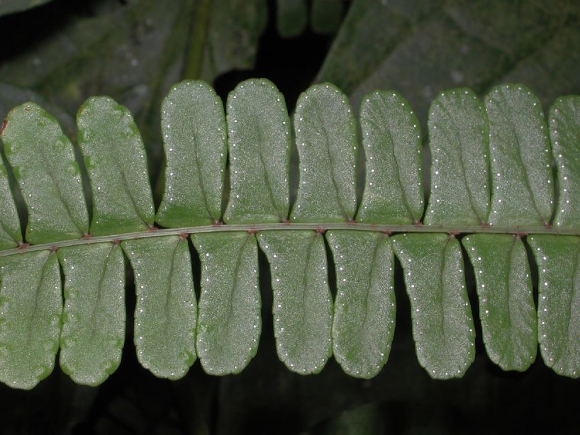 Nephrolepidaceae Nephrolepis pectinata