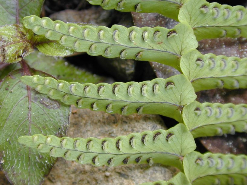 Nephrolepidaceae Nephrolepis undulata