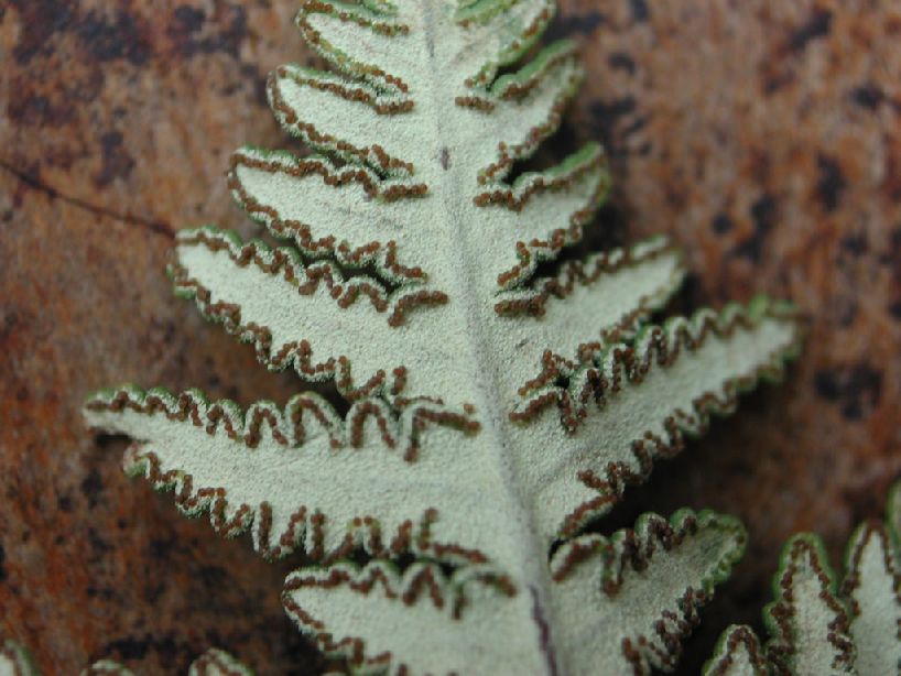 Pteridaceae Notholaena standleyi
