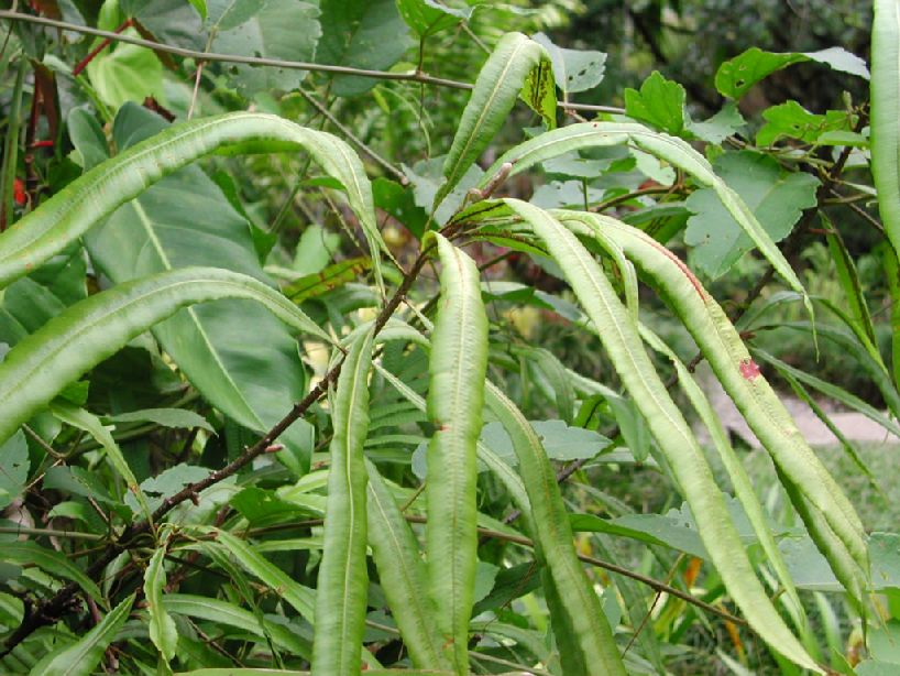 Oleandraceae Oleandra costaricensis