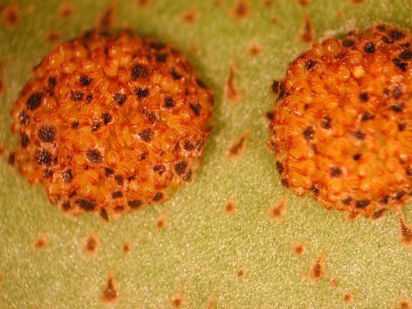 Polypodiaceae Pleopeltis 