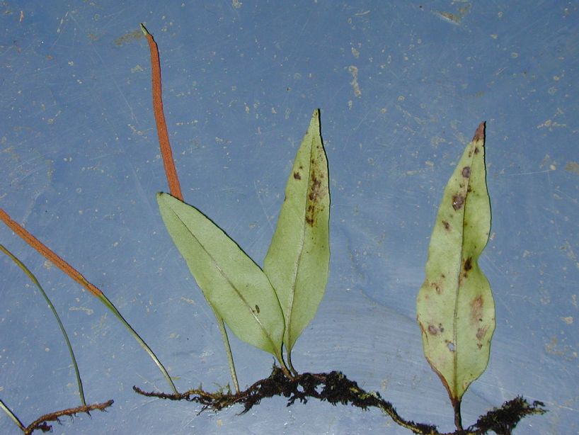 Polypodiaceae Pleopeltis weisbaurii