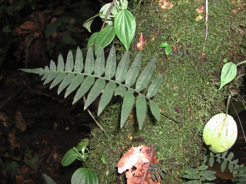 Polypodiaceae Pecluma dulcis