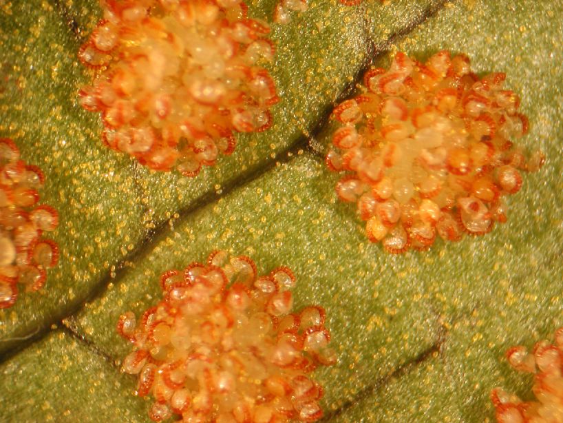 Polypodiaceae Polypodium 