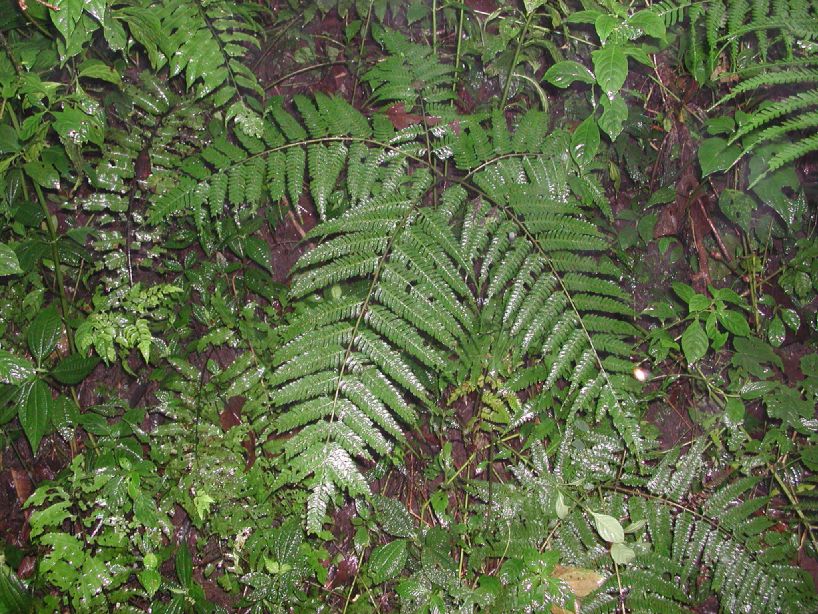 Pteridaceae Pteris podophylla