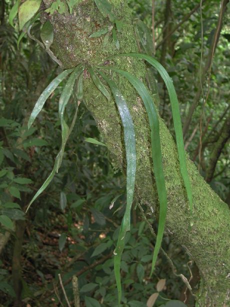 Pteridaceae Radiovittaria remota
