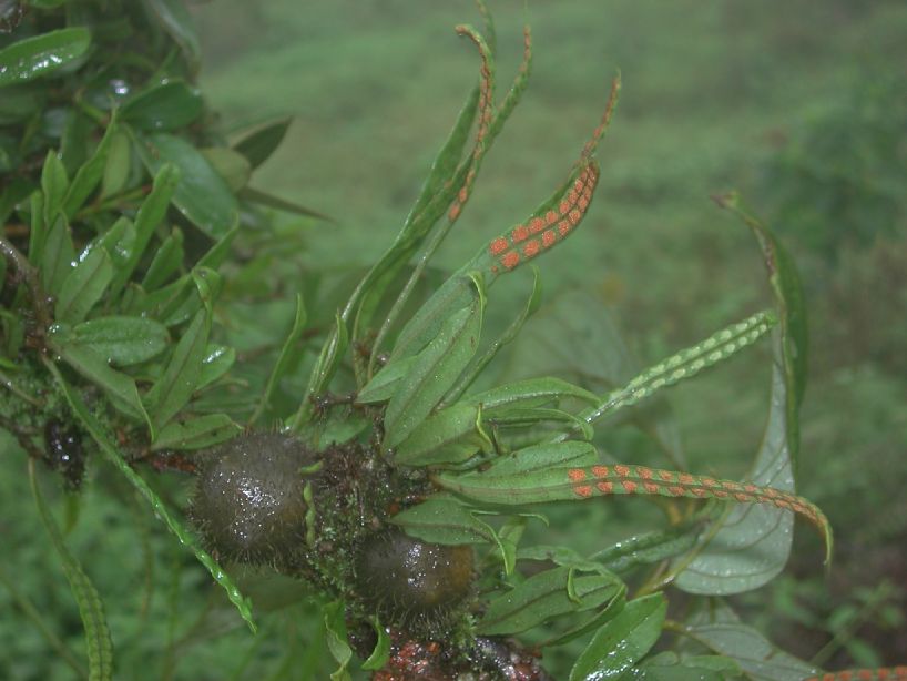 Polypodiaceae Microgramma brunei