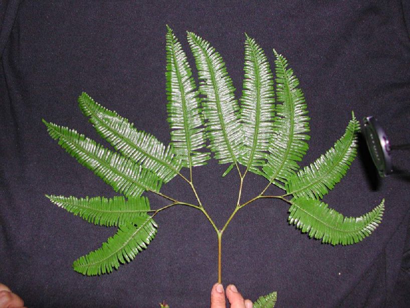 Gleicheniaceae Sticherus pteridellus
