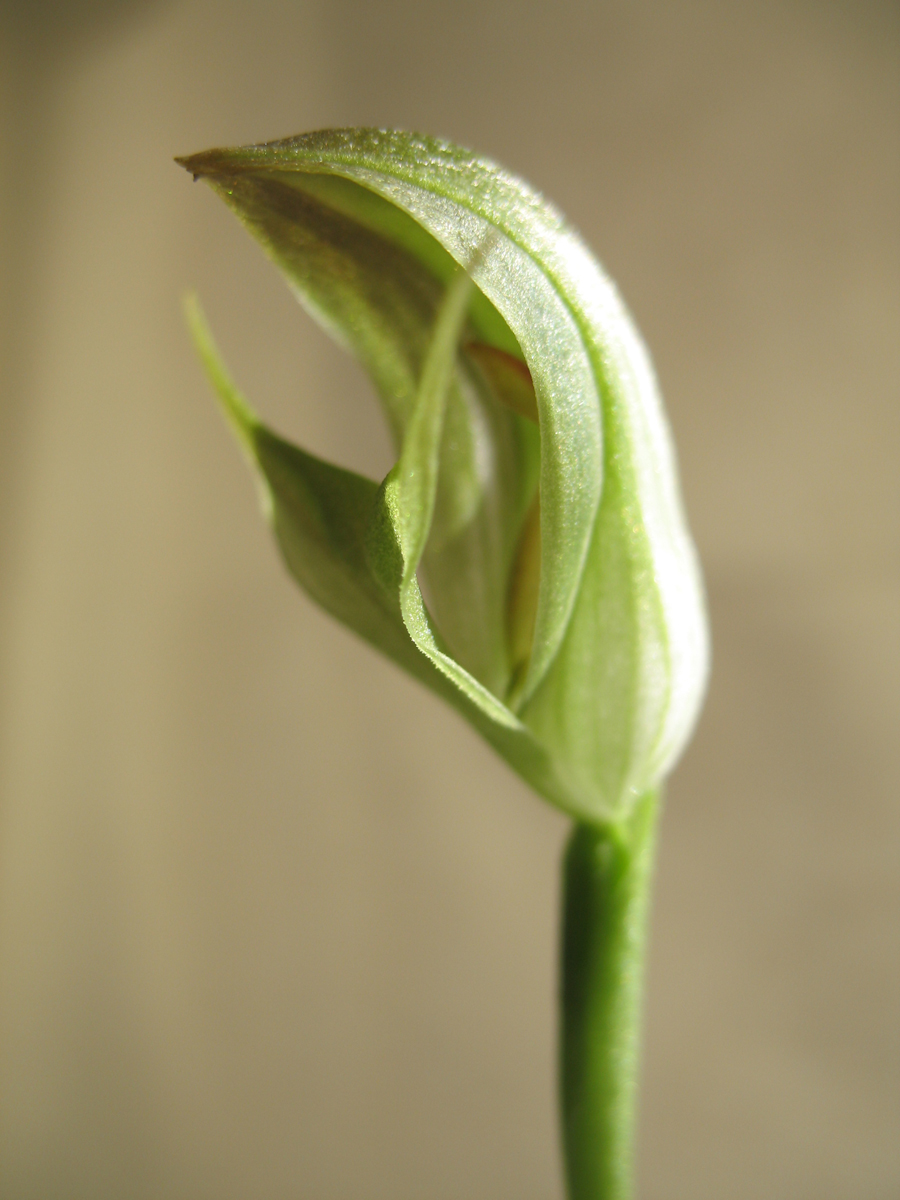 Orchidaceae Pterostylis curta