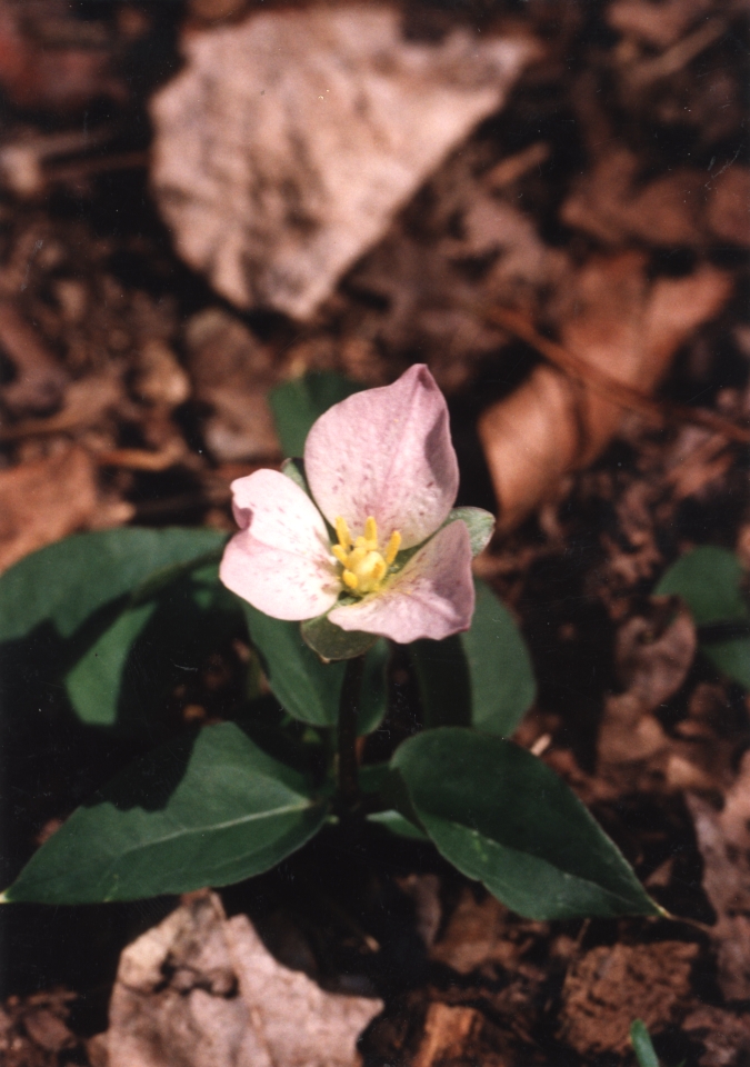 Melanthiaceae Pseudotrillium rivale