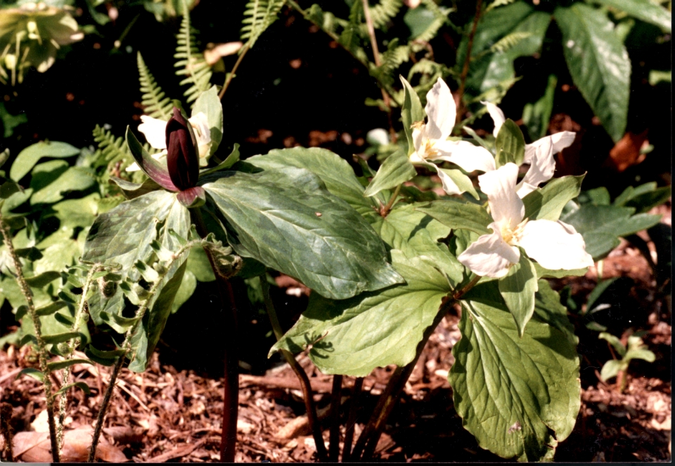 Melanthiaceae Trillium T. cuneatum and T. grandiflorum