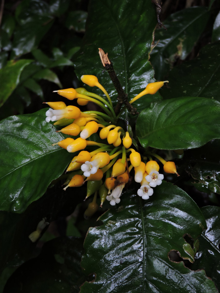 Gesneriaceae Besleria selloana