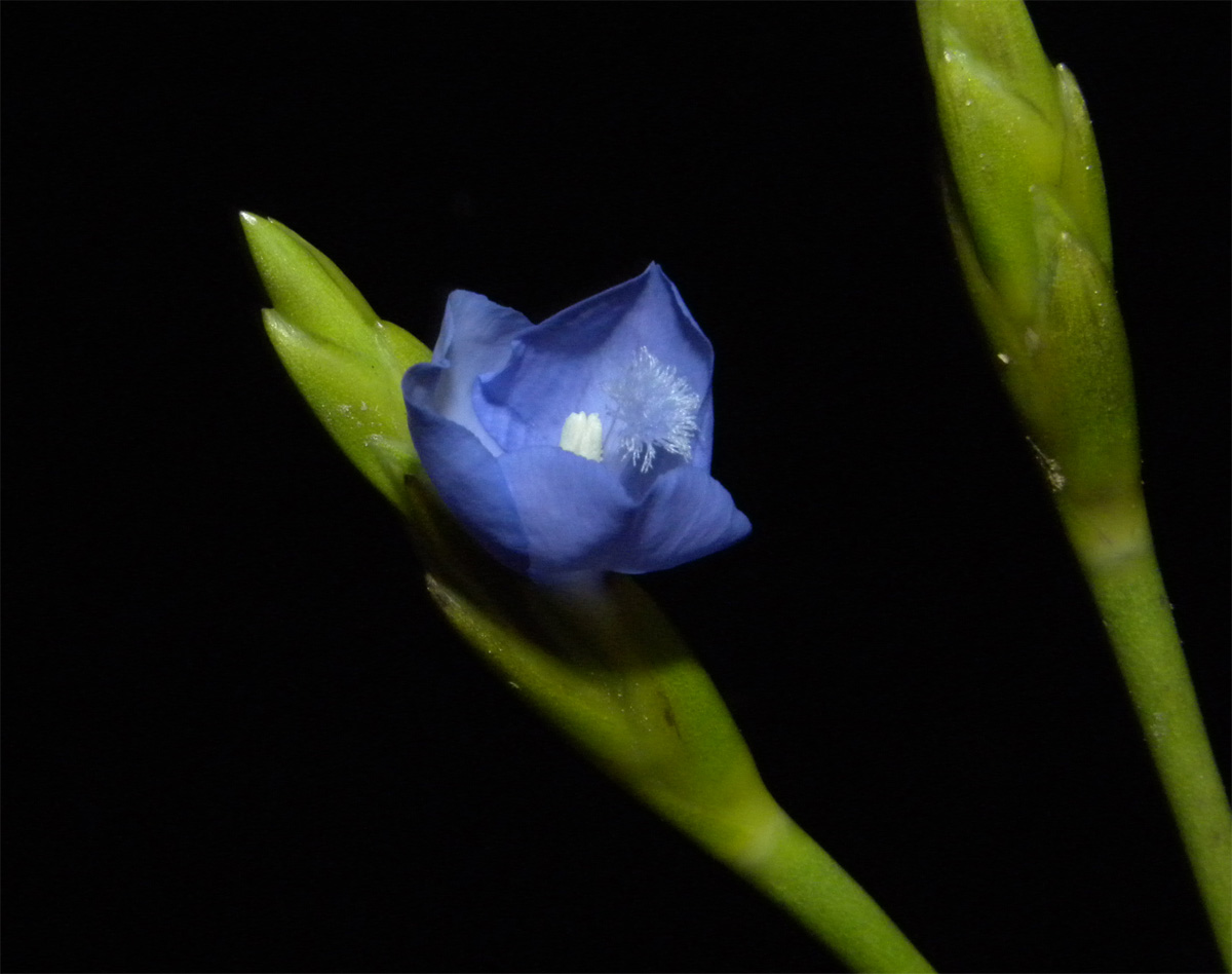 Xyridaceae Abolboda macrostachya