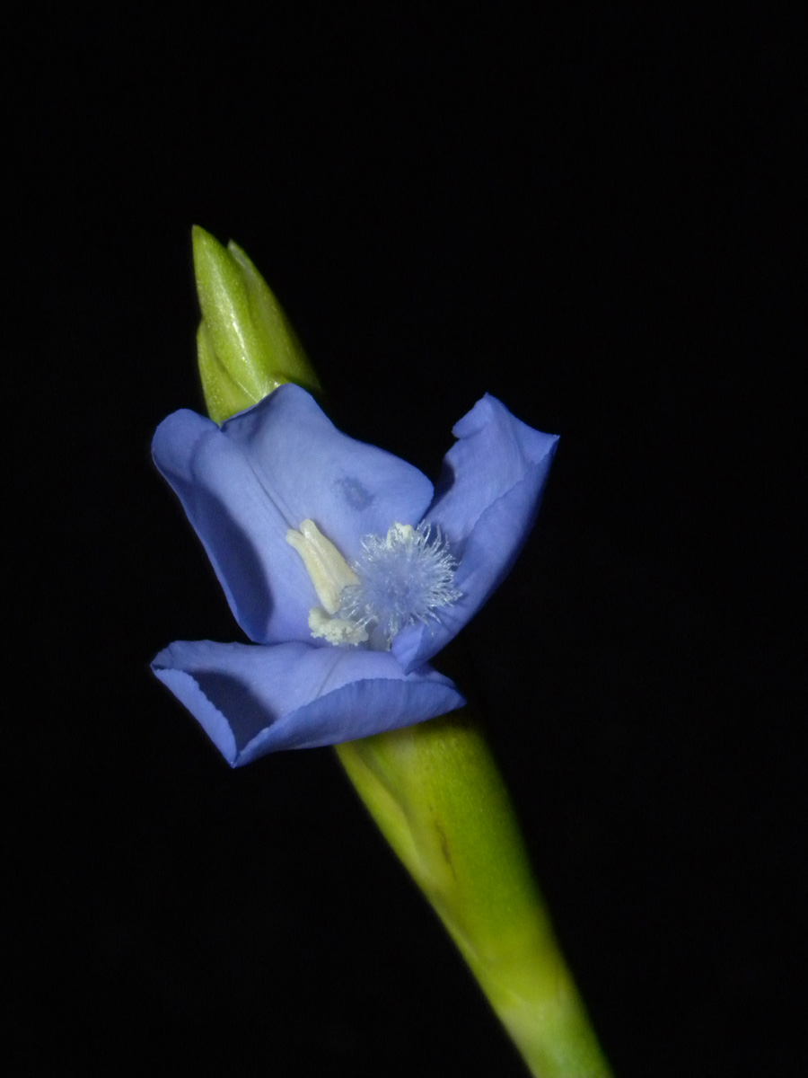Xyridaceae Abolboda macrostachya