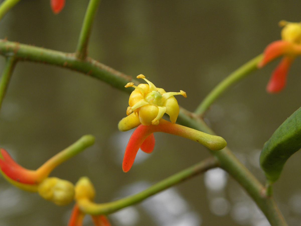 Marcgraviaceae Souroubea guianensis