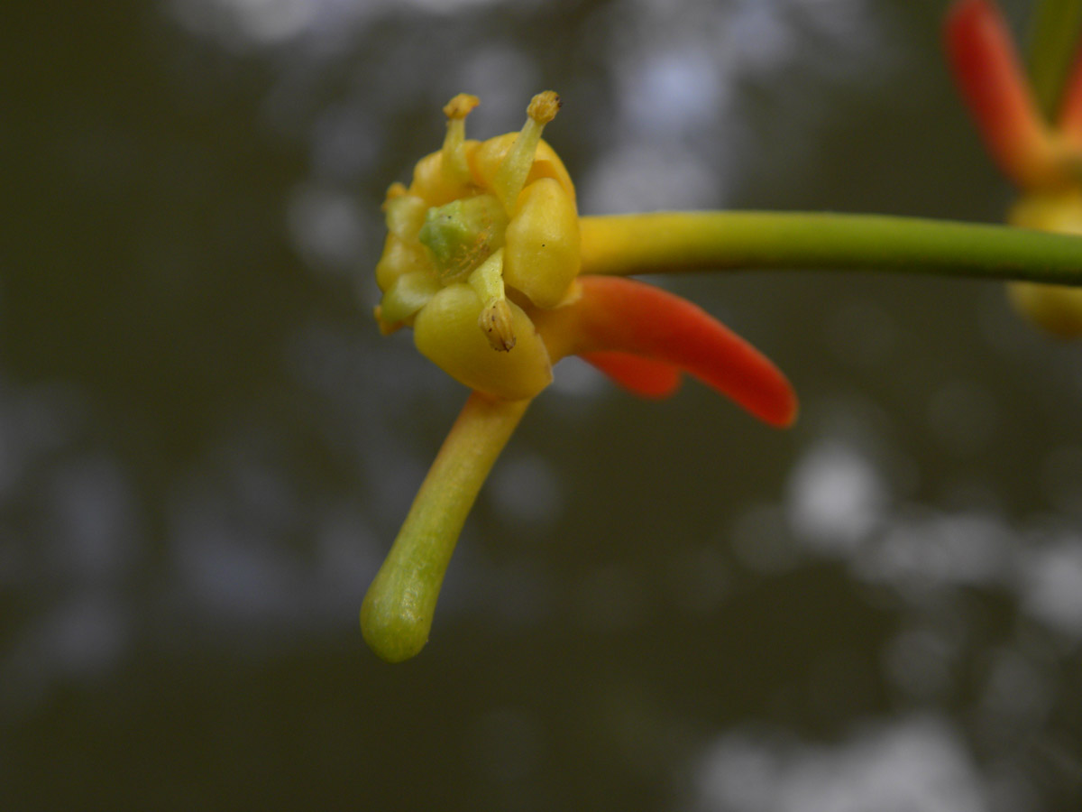 Marcgraviaceae Souroubea guianensis