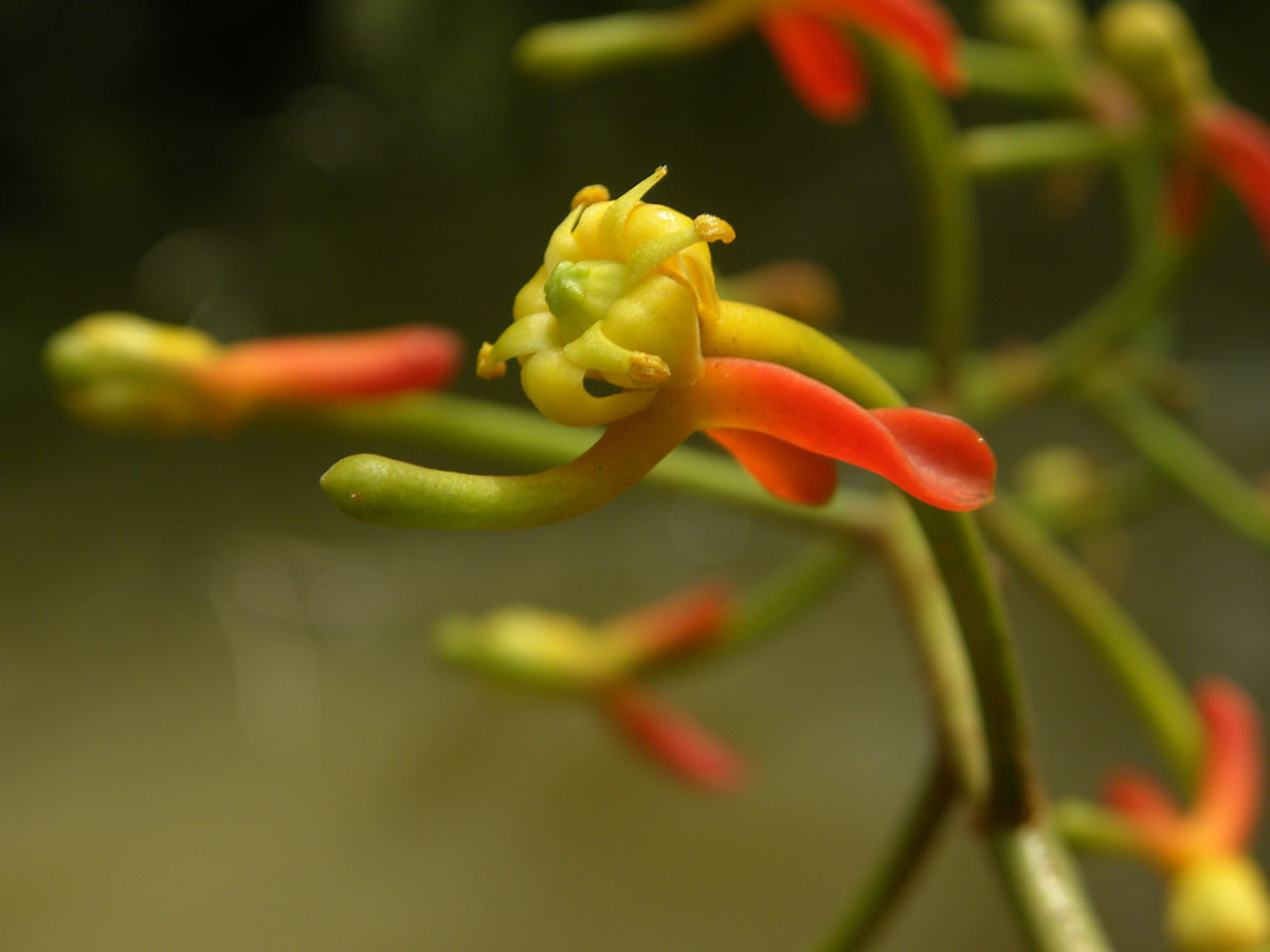 Marcgraviaceae Souroubea guianensis