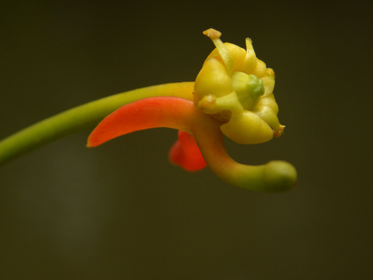 Marcgraviaceae Souroubea guianensis