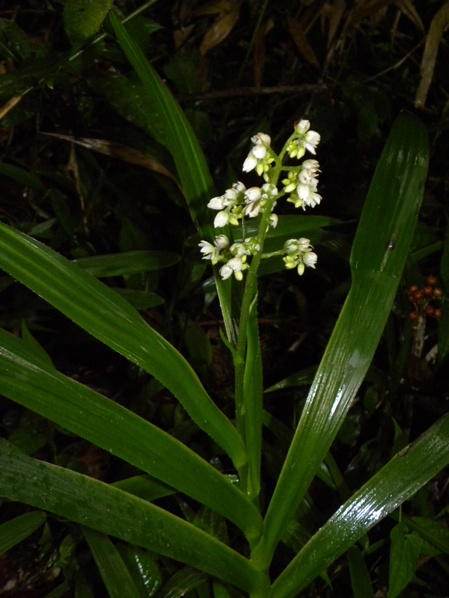 Haemodoraceae Xiphidium caeruleum