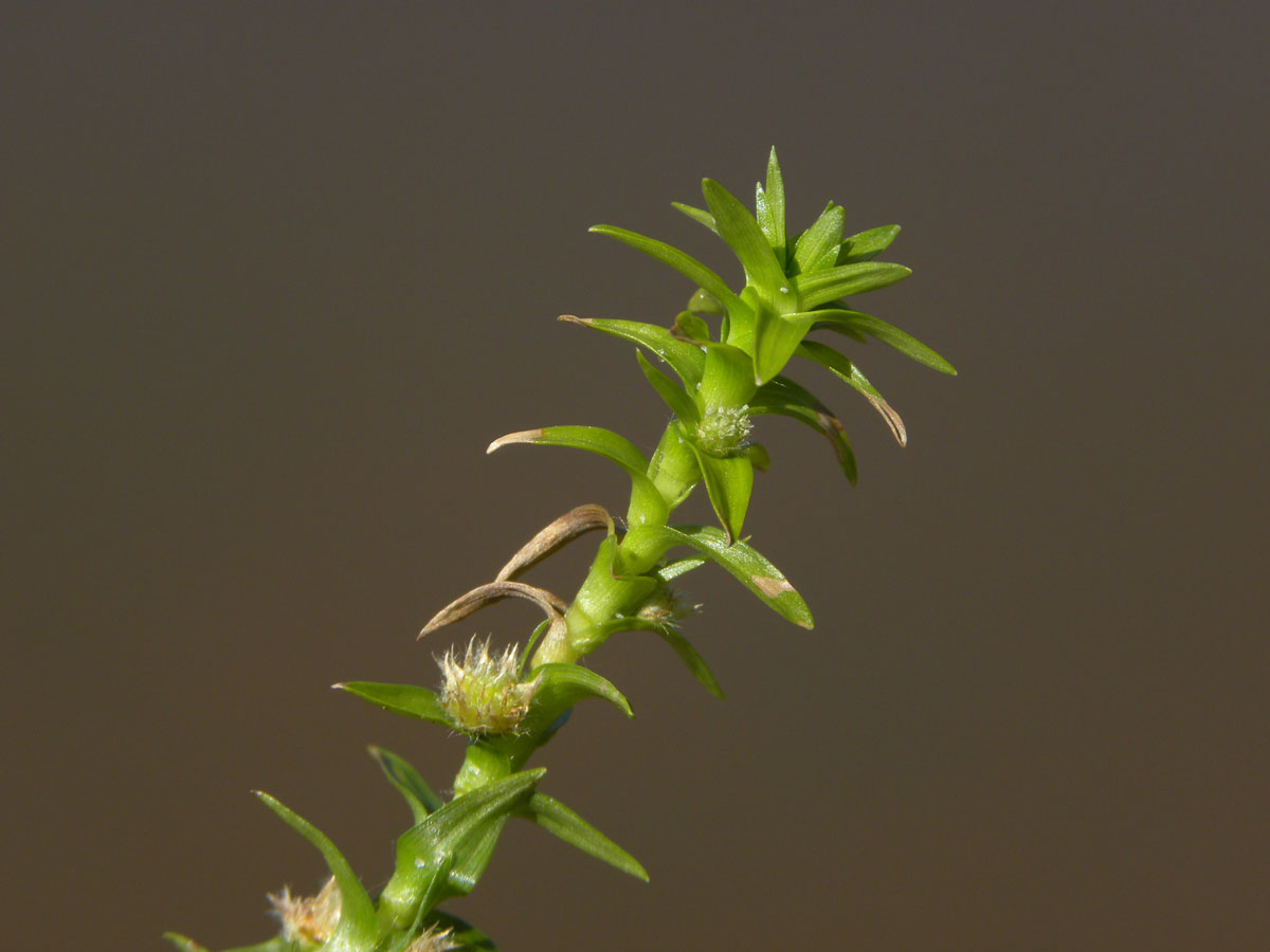 Eriocaulaceae Tonina fluviatilis