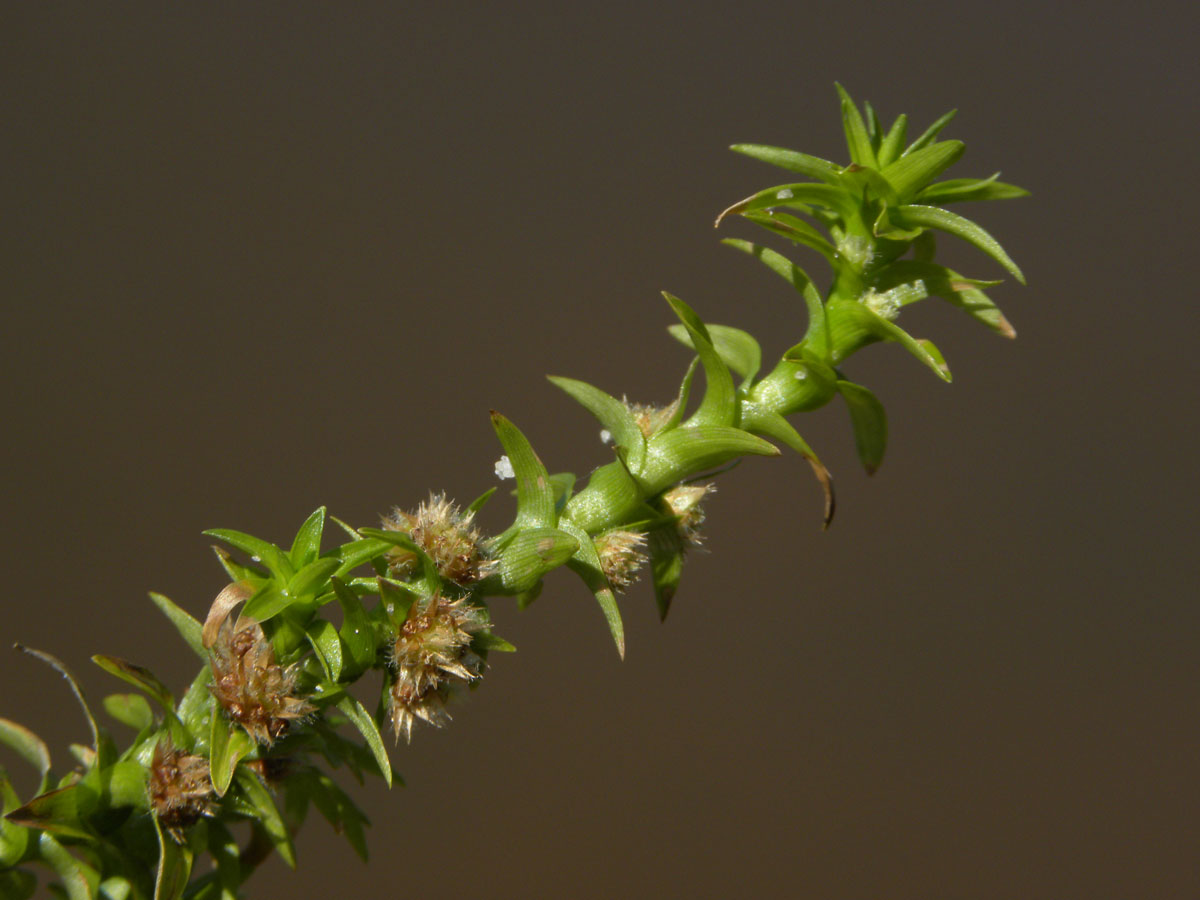 Eriocaulaceae Tonina fluviatilis