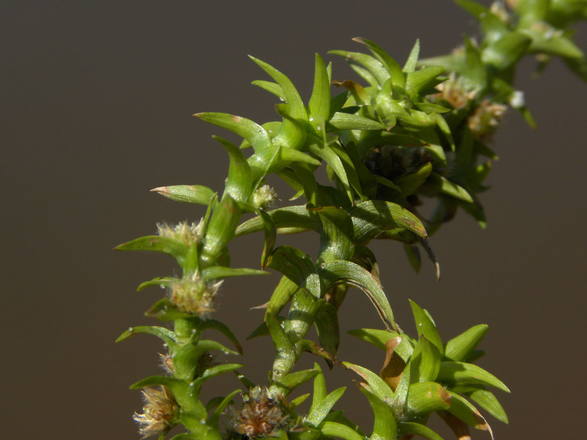 Eriocaulaceae Tonina fluviatilis