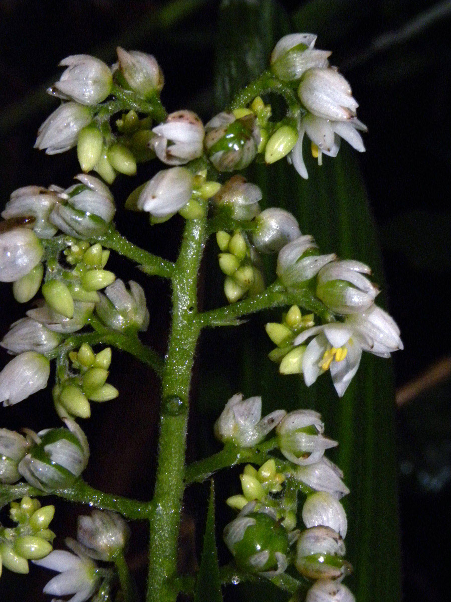Haemodoraceae Xiphidium caeruleum