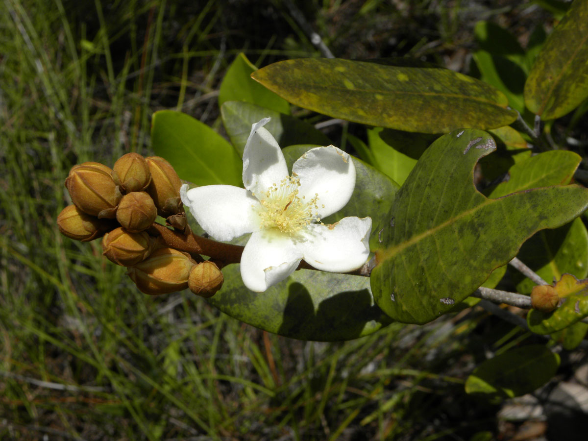 Clusiaceae Caraipa caespitosa