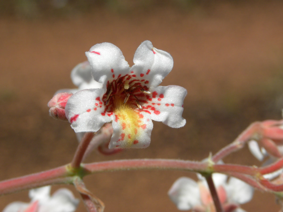 Rubiaceae Platycarpum egleri