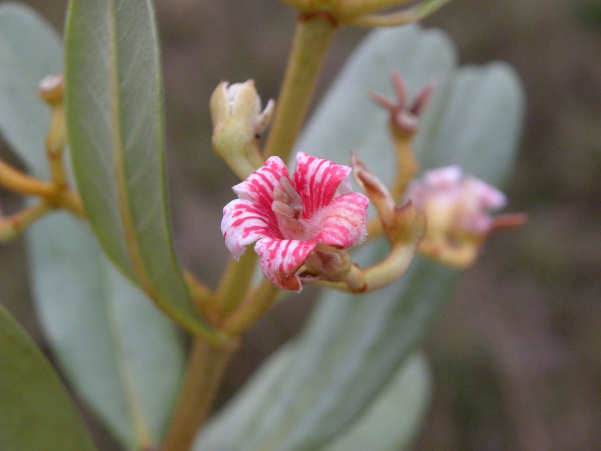 Rubiaceae Platycarpum froesii