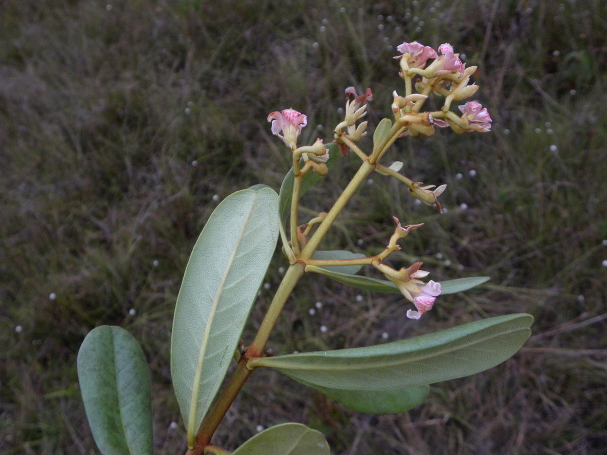 Rubiaceae Platycarpum froesii