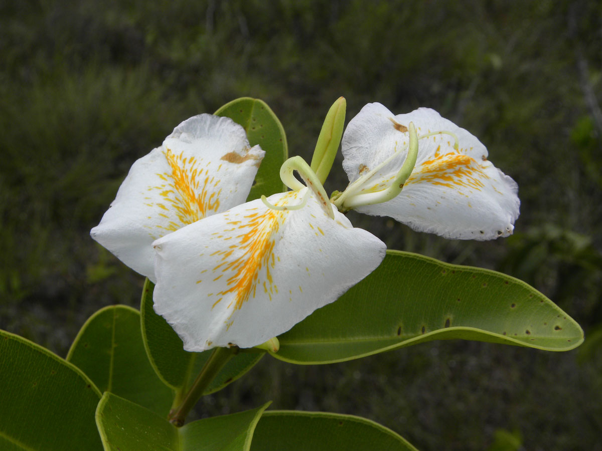 Vochysiaceae Ruizterania esmeraldae