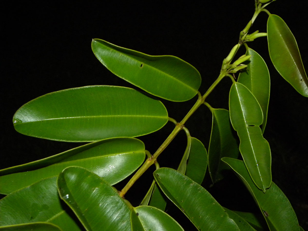 Vochysiaceae Ruizterania esmeraldae