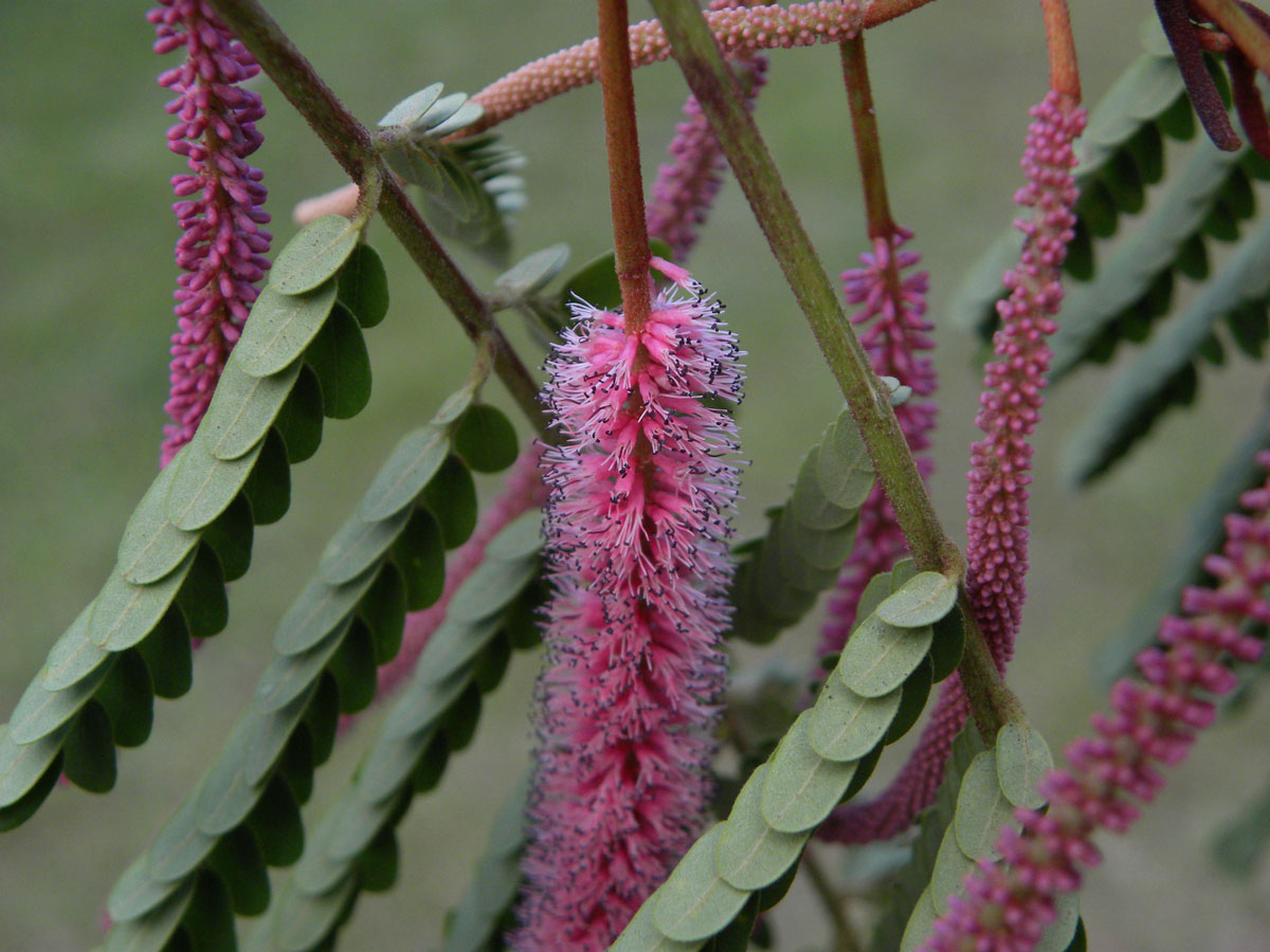 Fabaceae Stryphnodendron roseiflorum