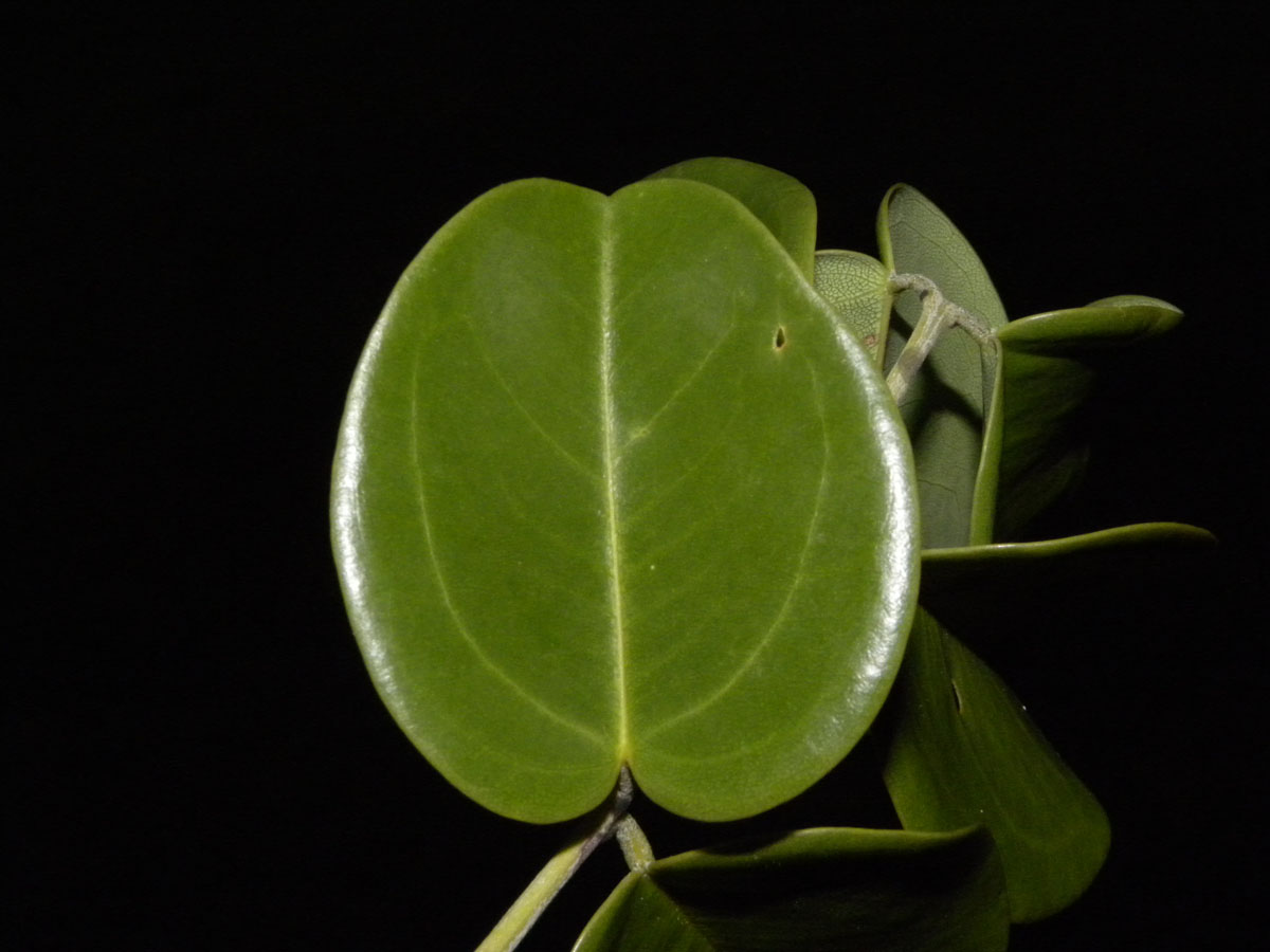 Fabaceae Taralea cordata