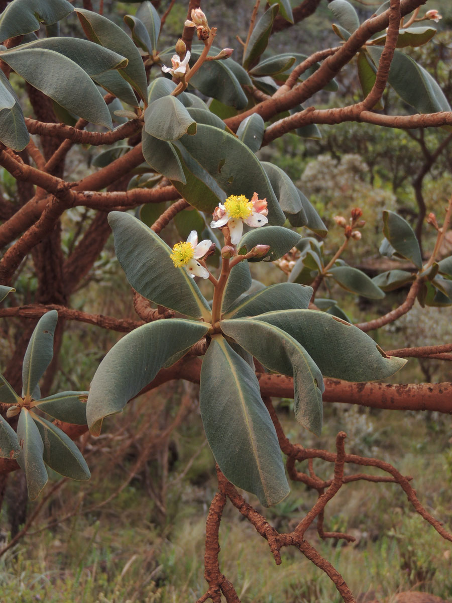 Clusiaceae Kielmeyera appariciana