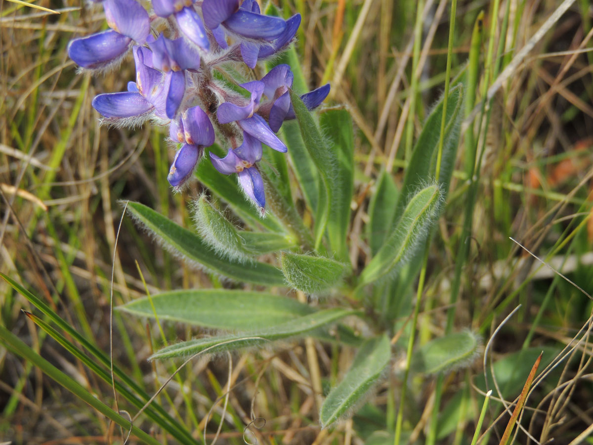 Fabaceae Lupinus coriaceus