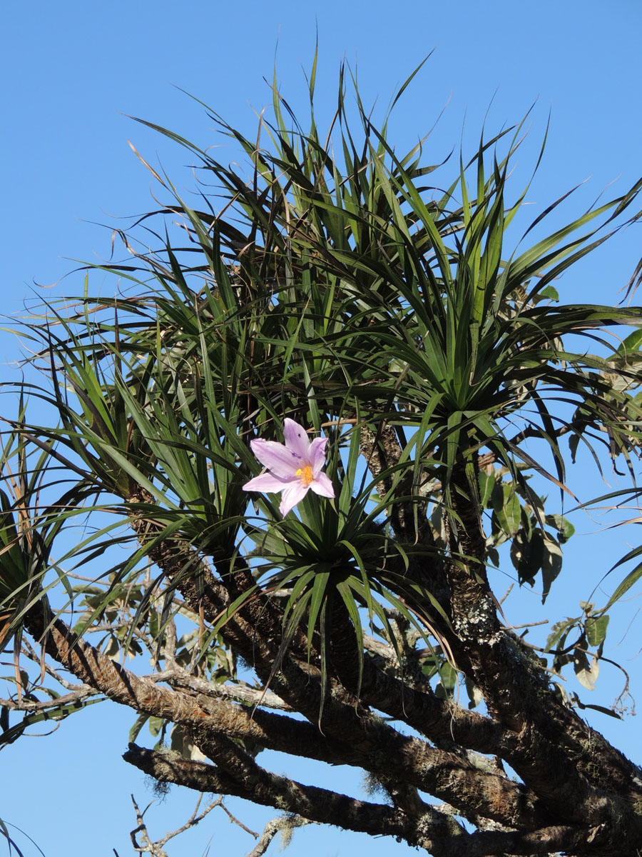 Velloziaceae Vellozia gigantea