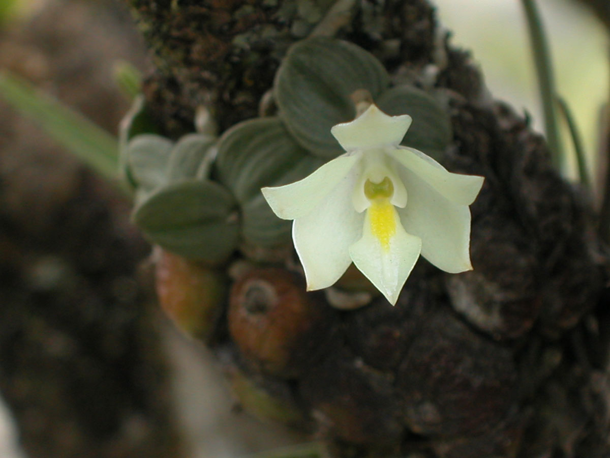 Orchidaceae Constantia cipoensis