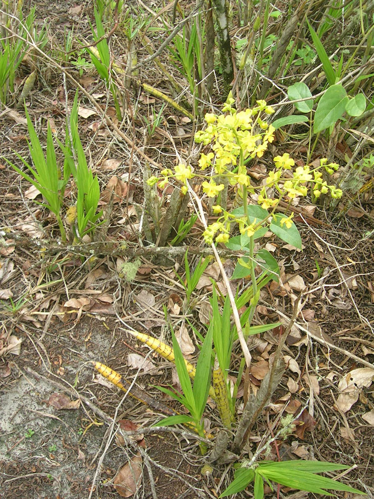 Orchidaceae Cyrtopodium polyphyllum