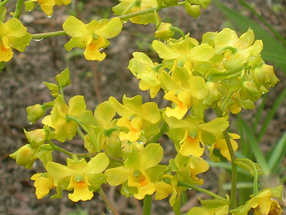 Orchidaceae Cyrtopodium polyphyllum