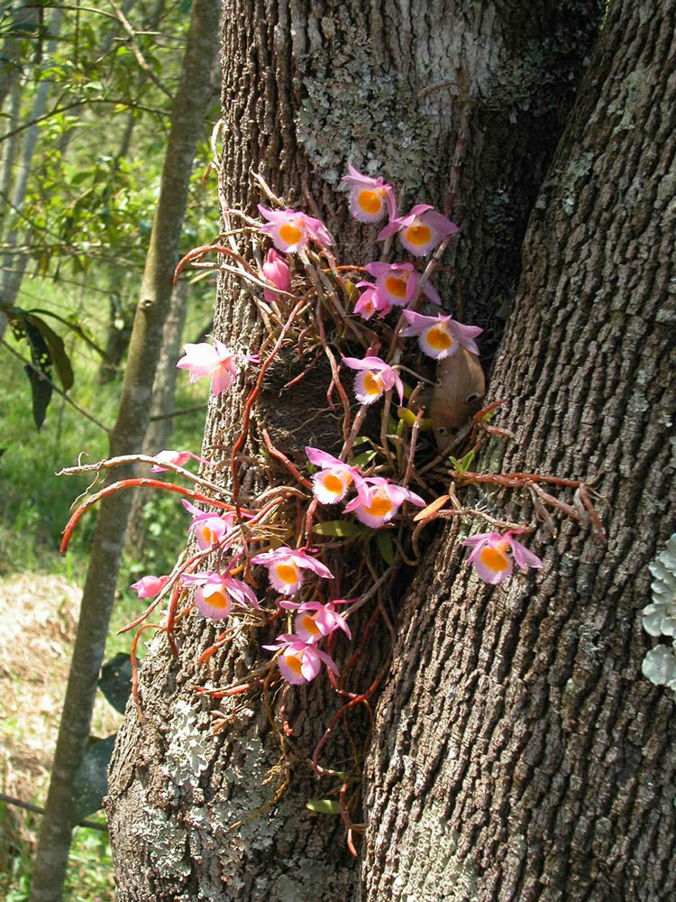 Orchidaceae Dendrobium loddigesii