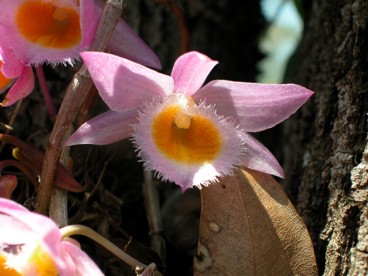Orchidaceae Dendrobium loddigesii