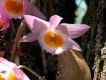 image of Dendrobium loddigesii